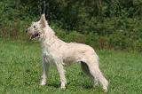 BOUVIER DES ARDENNES 380